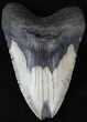 Huge Megalodon Tooth - North Carolina #21665-1